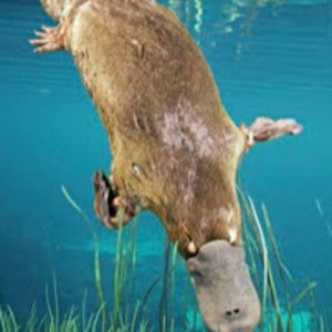 Meet your Posher, Thomas